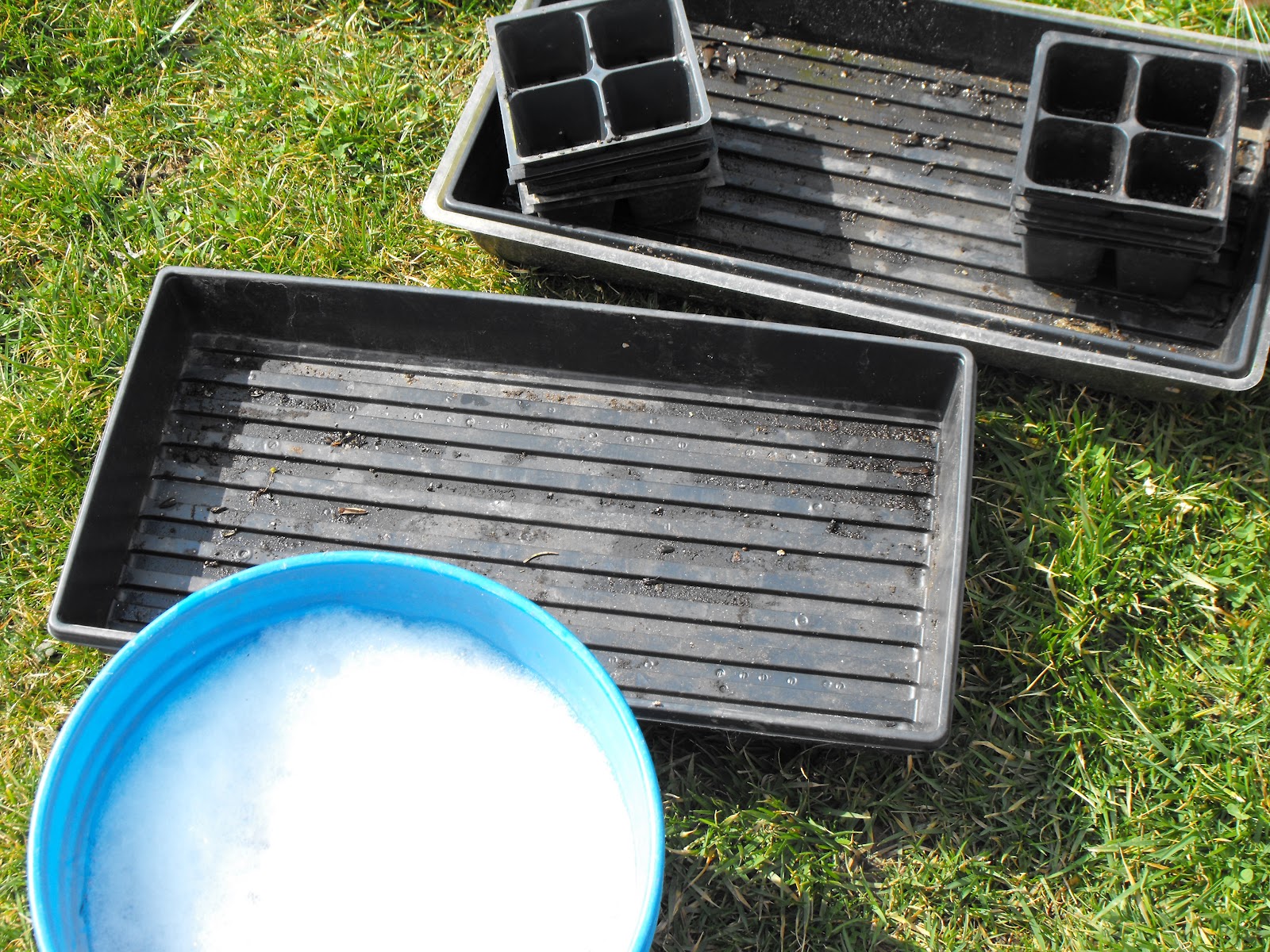 Starting your own bedding plants from seed