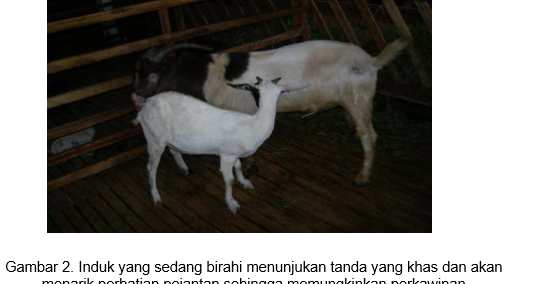 Bagaimana MENGELOLA PERKAWINAN INDUK kambing atau domba yang baik ...