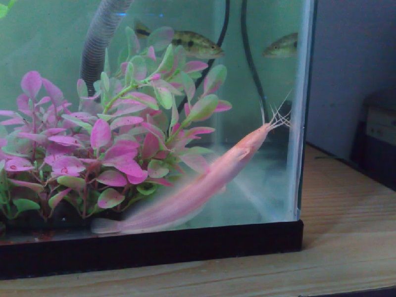 Budidaya Ikan Hias Tanpa Oksigen Infoakuakultur Com