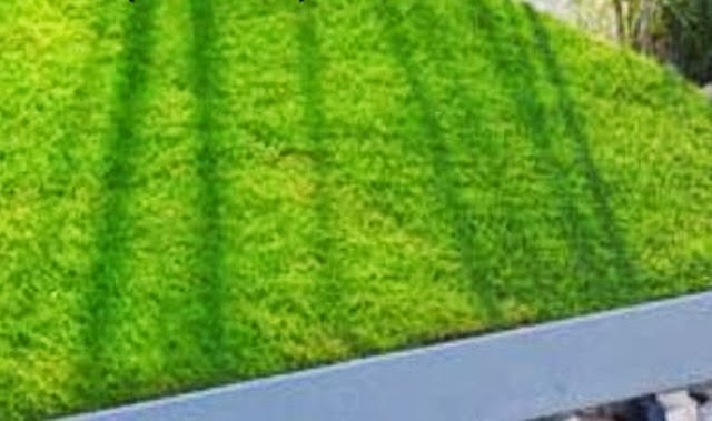 16+ Trend Populer Taman Minimalis Rumput Jepang