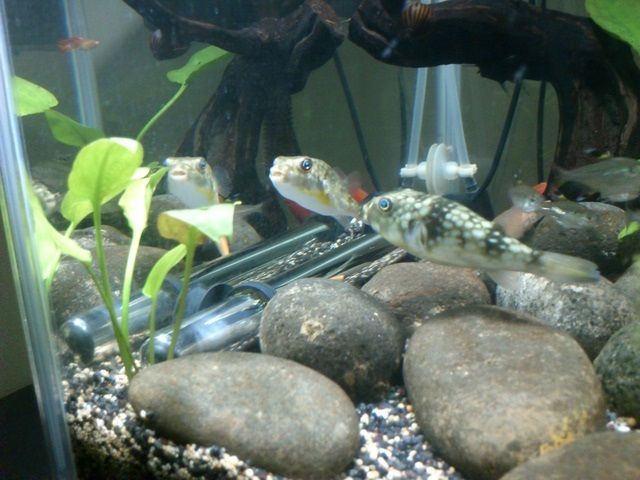 Dekorasi Aquarium Air Tawar Sederhana Hemat Biaya Infoikan Com