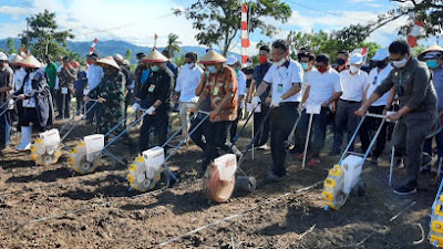 Menteri Pertanian Yasin Limpo dan Sekprov Silangen Panen Jagung di Tontalete