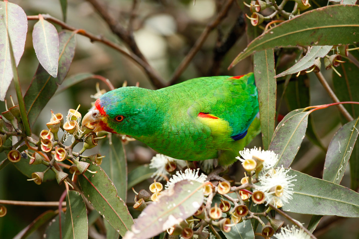 Family of Parrot MyRokan