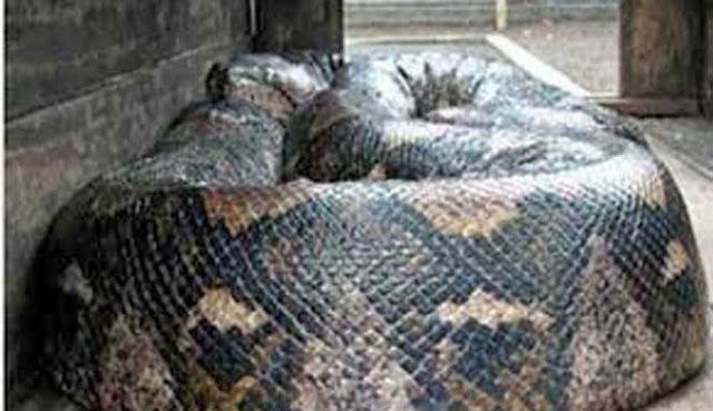 ULAR TERBESAR DI DUNIA YANG PERNAH DILIHAT MANUSIA