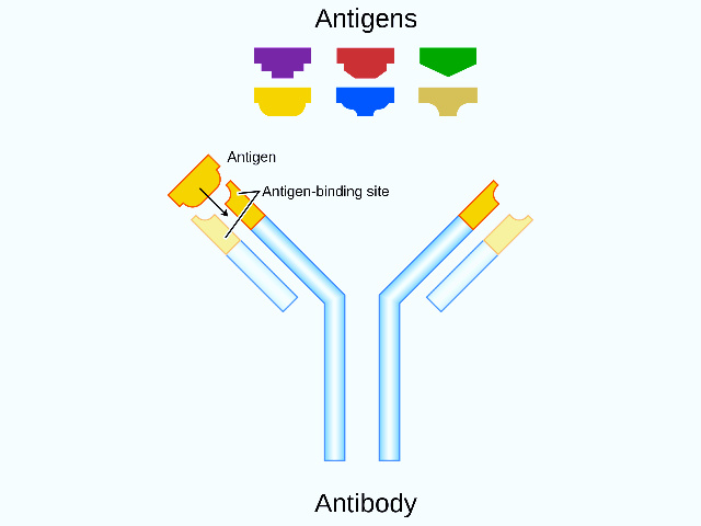 Antigen structure, What is a Antigen