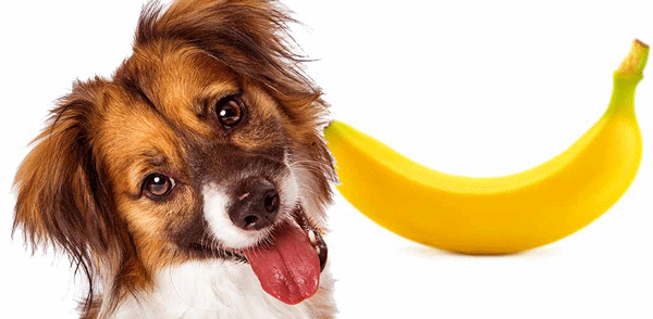 can dogs eat bananas safely