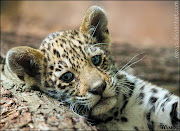 Cute baby animals of 2011 (all your worries on my baby head by woxys)