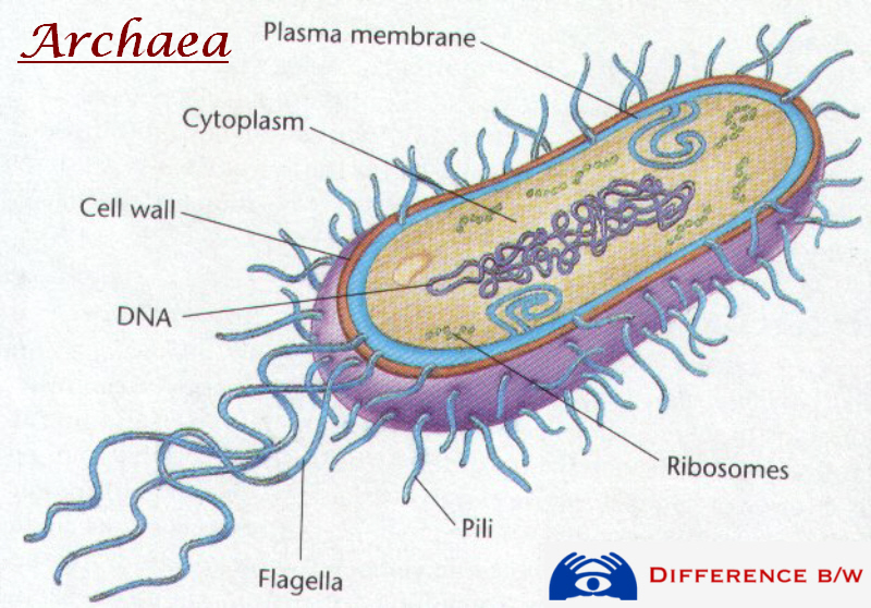 Histoembriología Los Tres Dominios
