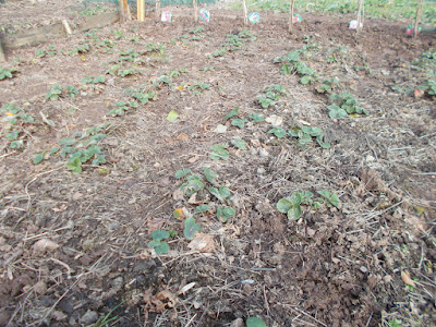 Strawberry bed 80 Minute Allotment Green Fingered Blog