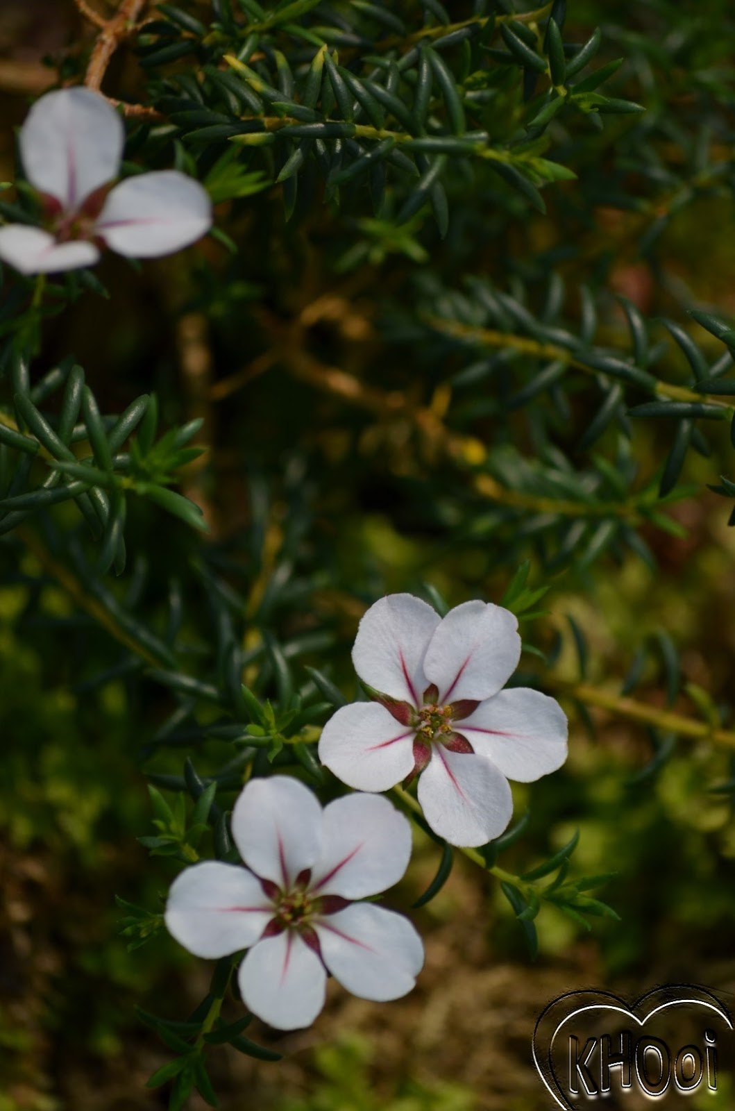 花卉库 Adenandra uniflora