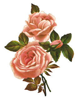 rose stock flower image