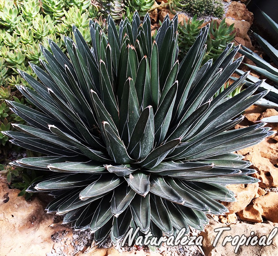 El Agave de la Reina Victoria, Agave victoriae-reginae