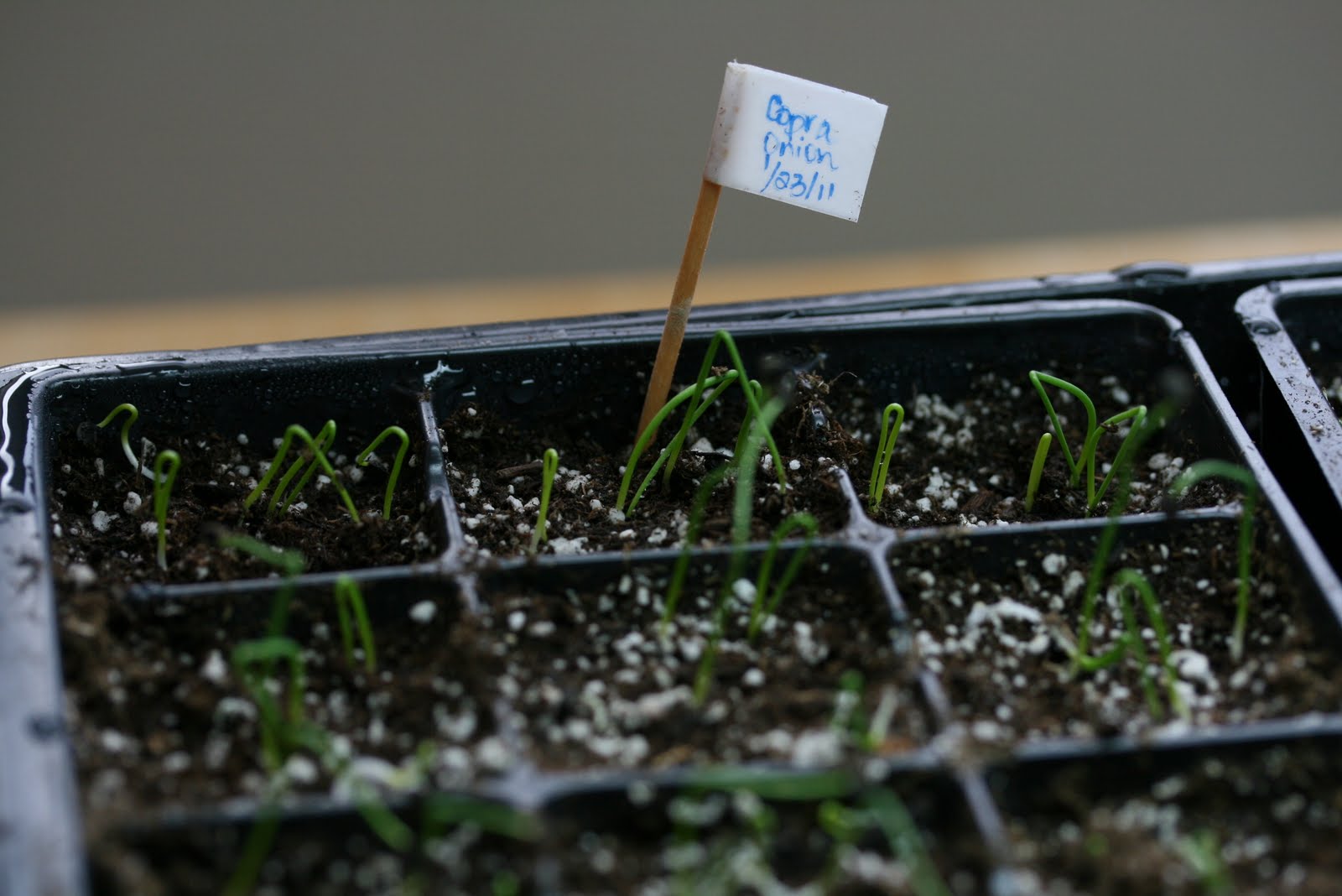 HOW TO GROW ONIONS FROM SEED The Garden of Eaden