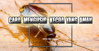 cara mengusir kecoa yang aman - kanalmu