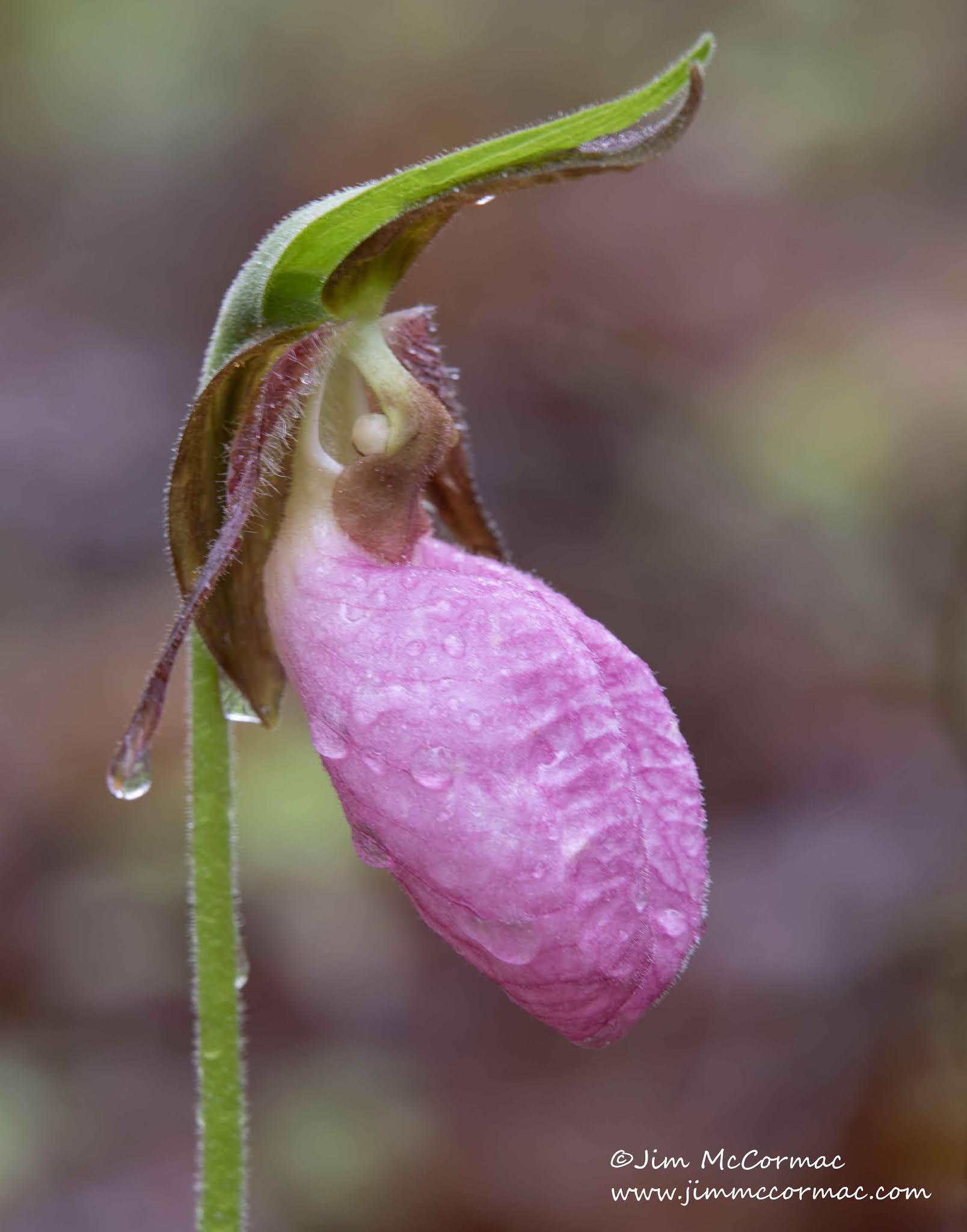 Focus on Nature: Pink Lady's Slippers | Free | apg-wi.com