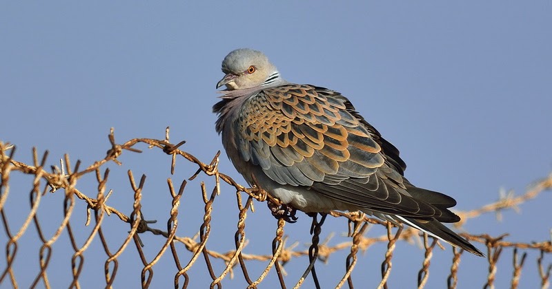 Υπουργική Απόφαση παρωδία για το κυνήγι