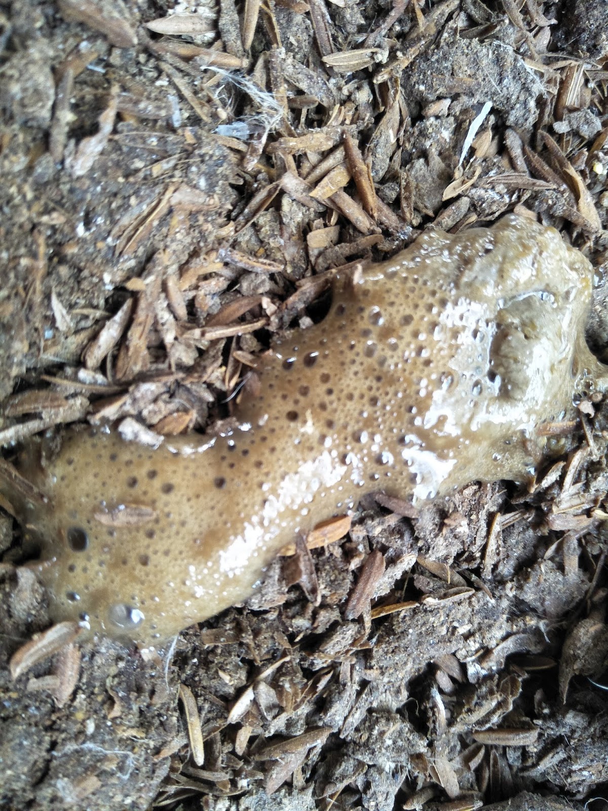 How To Eliminate Odour/bad smell From Broiler Poultry Chicken