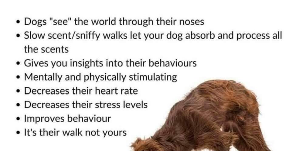 What Happens When A Dog Absorbs Her Puppies