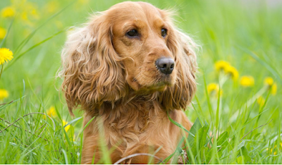 Cuidados diarios Cocker Spaniel Cuidados diarios Cocker Spaniel
