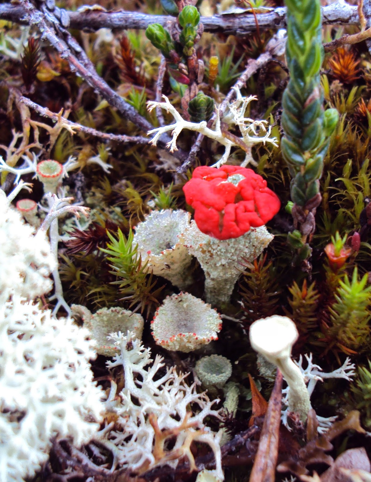 Talking Trails: Tombstone's flora