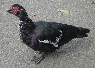 muscovy%2Bduck%2Blake%2Blynn%2B82902