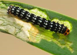 lily%2Bcaterpillar%2Bon%2Bleaf.png