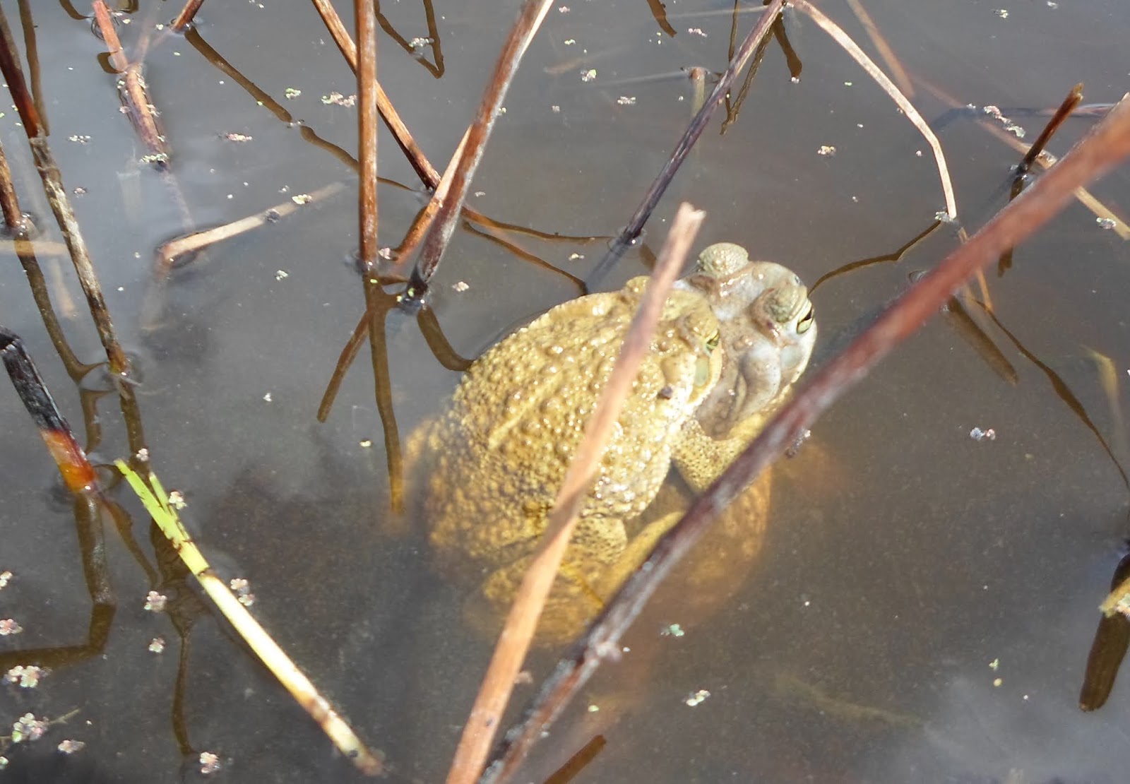 Anfibios de Ucacha Amphibian Ucacha Rhinella arenarum (Hensel, 1867