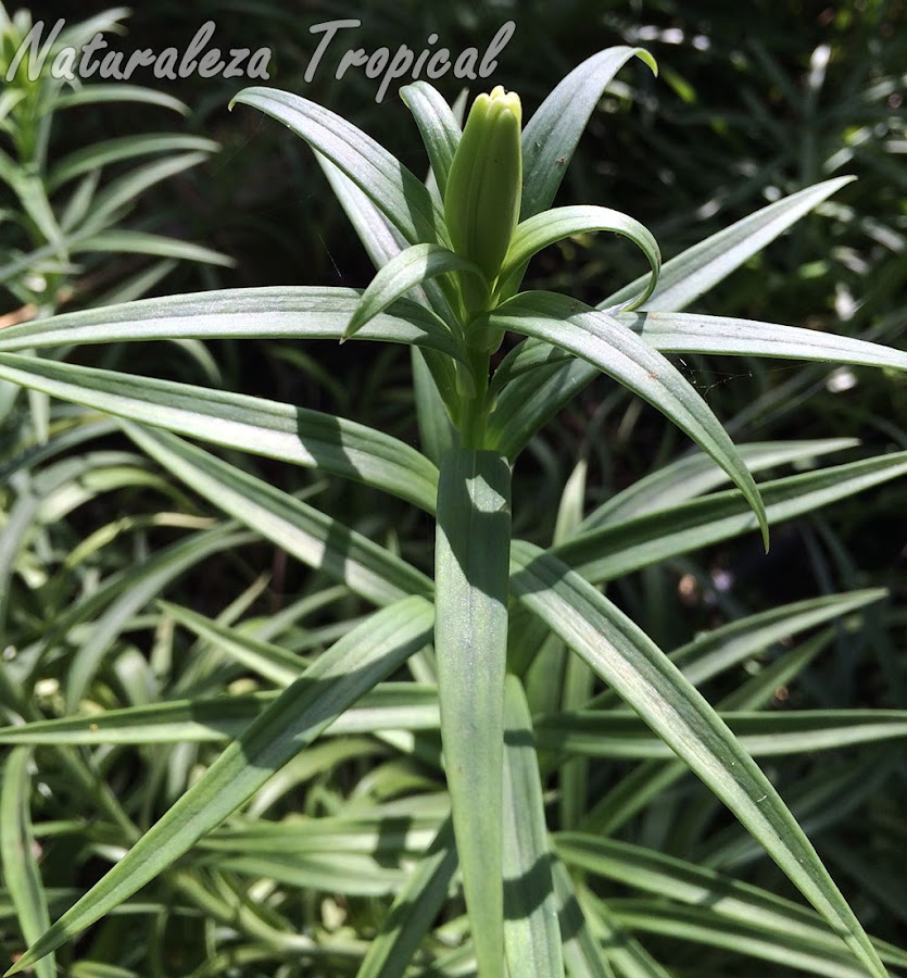 Botón floral en desarrollo en el Lirio de Pascua, Lilium longiflorum. Obsérvese la posición apical de dicho botón en el tallo
