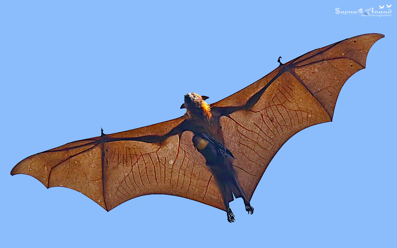Indian flying fox adopt me. Крылан летучая лисица. Филиппинский трубконосый крылан. Летучая лисица с человеком. Место обитания крыланов.