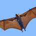 Indian Flying Fox with chick