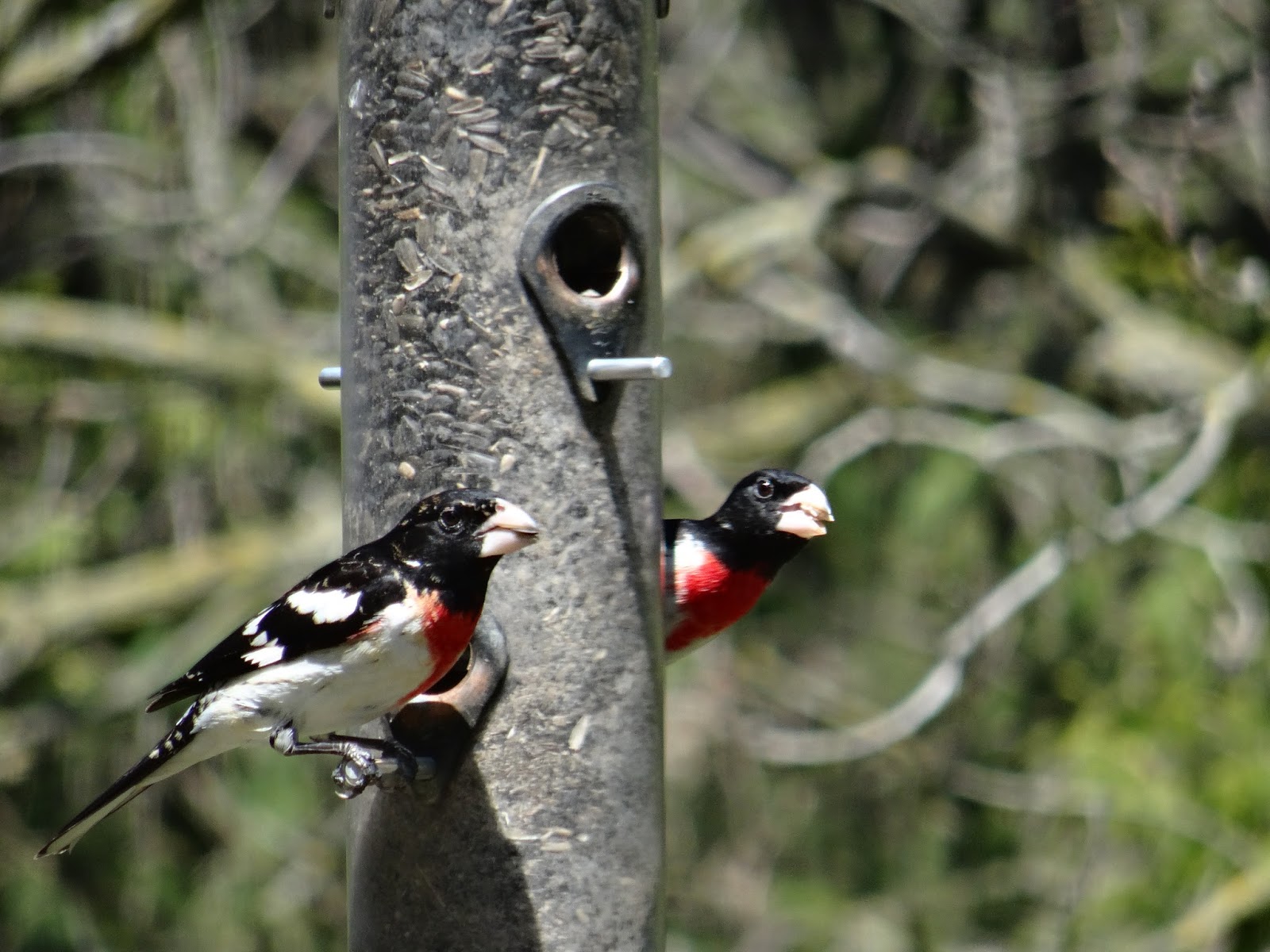Ontario Birds and Wildlife A Photographic Tour of Recent Arrivals