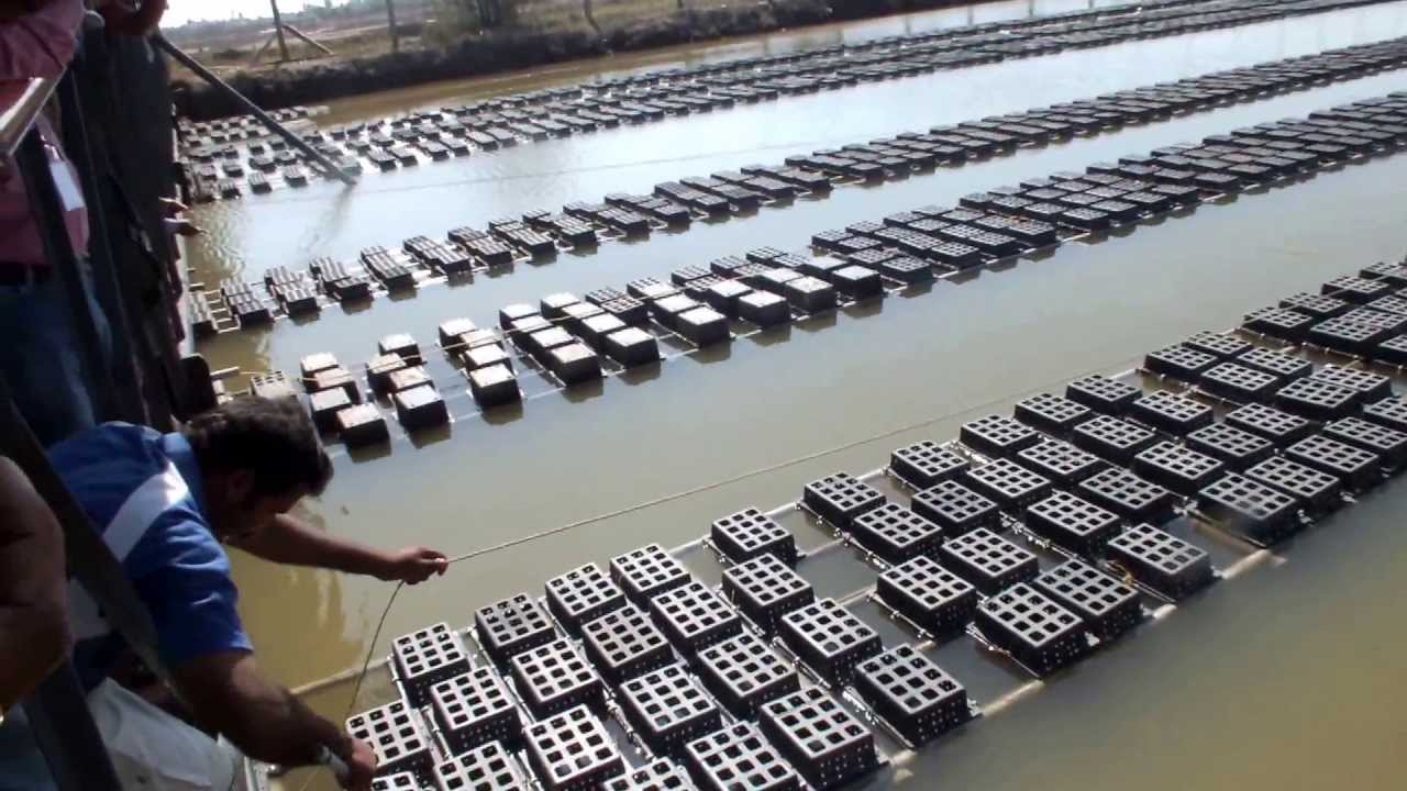 Growing and Fattening Mud Crab Farming Method Frozen Mud Crab