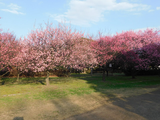 梅の花満開