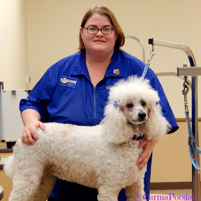 Groomer with Standard poodle