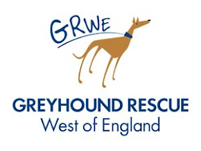 Greyhound Rescue