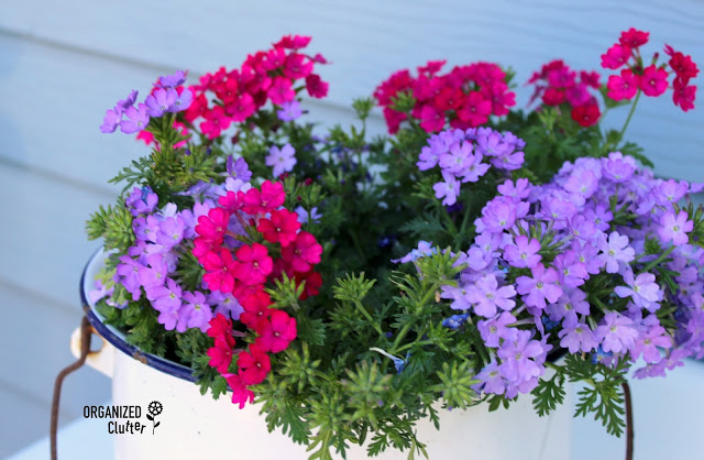 How And Why To Plant Verbenas #annuals #containergarden #deadheading #fertilizer