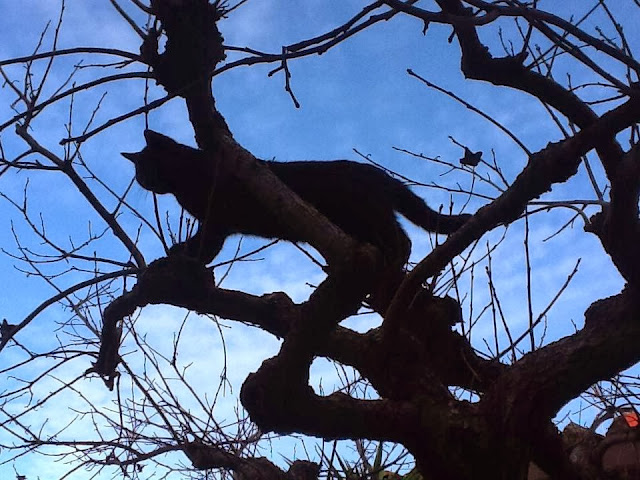 gatto sull' albero