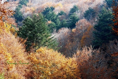 Alberi in autunno