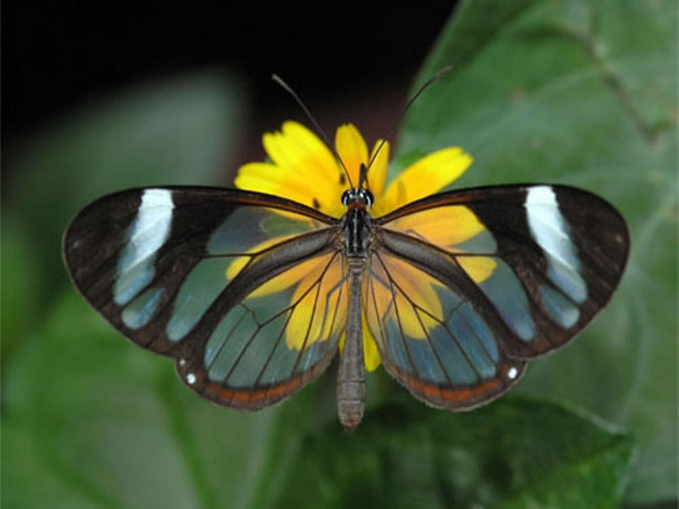 Mindblowing Planet Earth: Beautiful-Glasswing-Butterfly