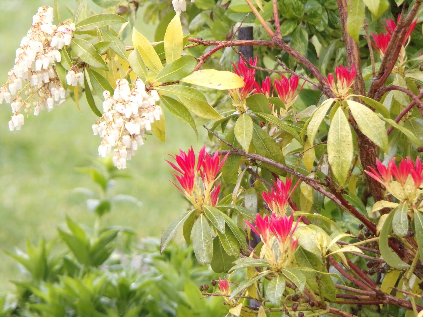 Preston Bissett Nurseries And Country Shop Plants For Autumn
