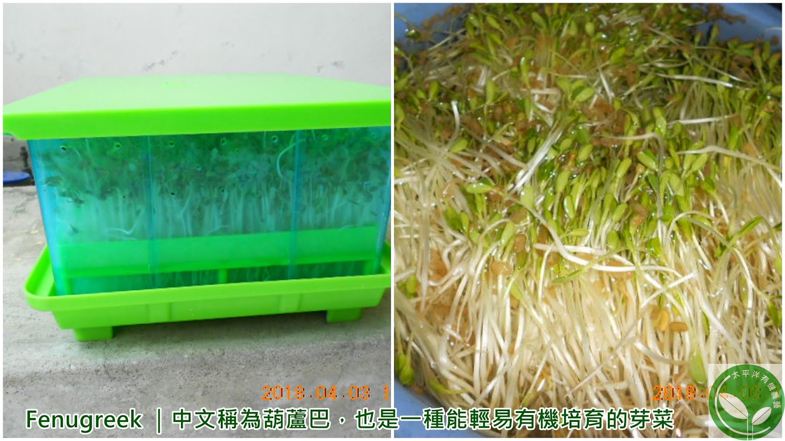 Fenugreek 中文稱為葫蘆巴 也是一種能輕易有機培育的芽菜 太平洋有機農藝 Nidbox親子盒子