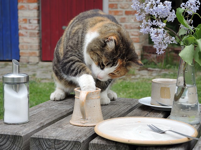 kot wklada lapke do miseczki z bulgarskim chlodnikiem  tarator