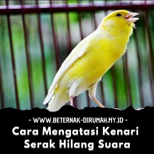Cara Mengatasi Kenari Serak Hilang Suara Beternakdirumah