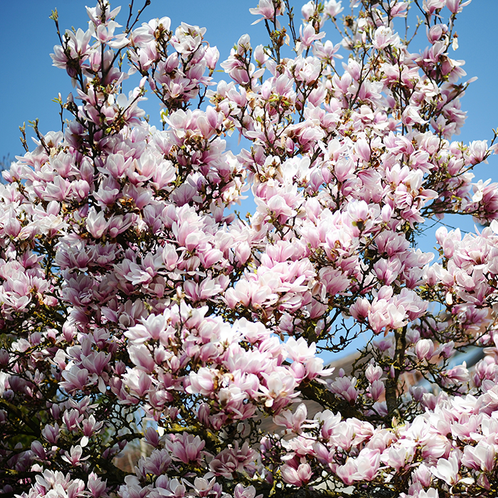 magnolia, magnolia tree, blossom, Magnolien, Magnolienbaum, Magnolienblüte