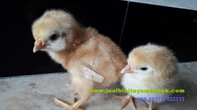 Bibit Ayam Joper Lumajang