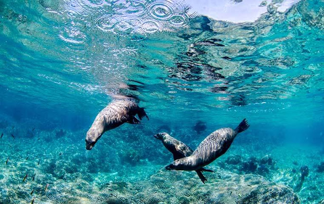 Sea Lions Los Cabos Sea Lion Cabo San Lucas