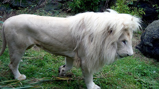 Erkek beyaz aslan