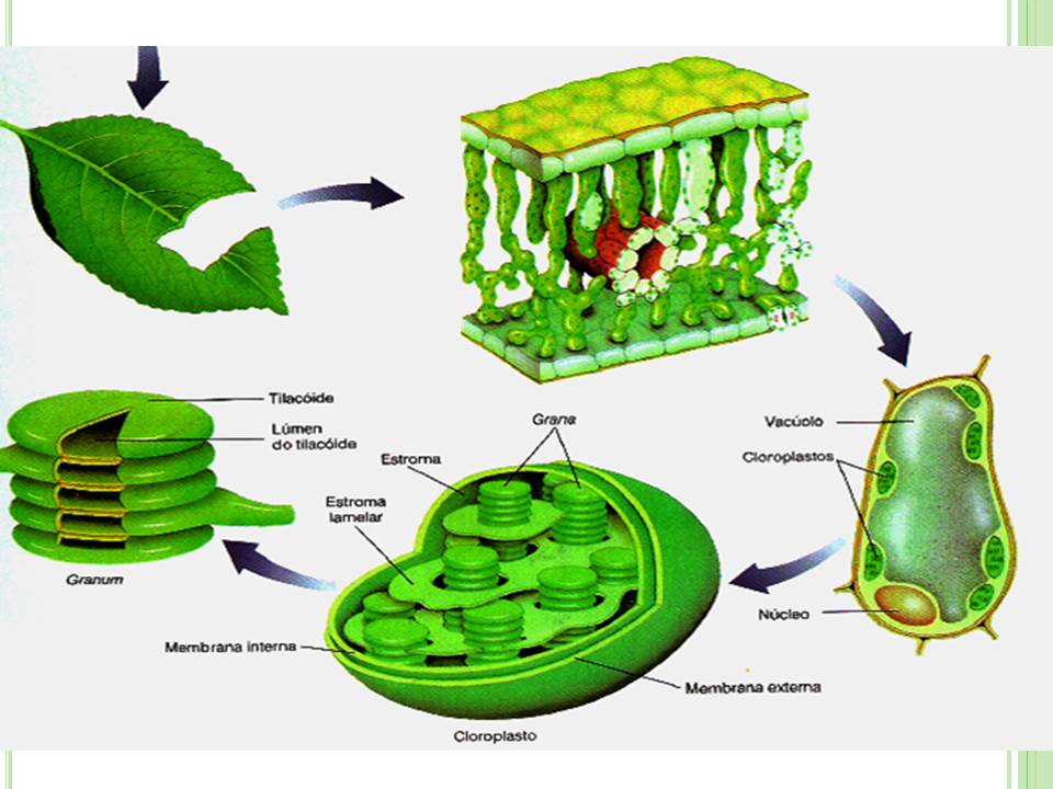 зеленые растения содержат пигменты хлорофилл. фотосинтез это в биологии. схема процесса фотосинтеза. что такое хлоропласты в биологии 5 класс. фотосинтез хлоропласты хлорофилл.