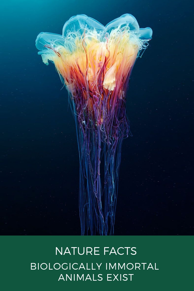 7 Biologically Immortal Animals Amazing WTF Facts