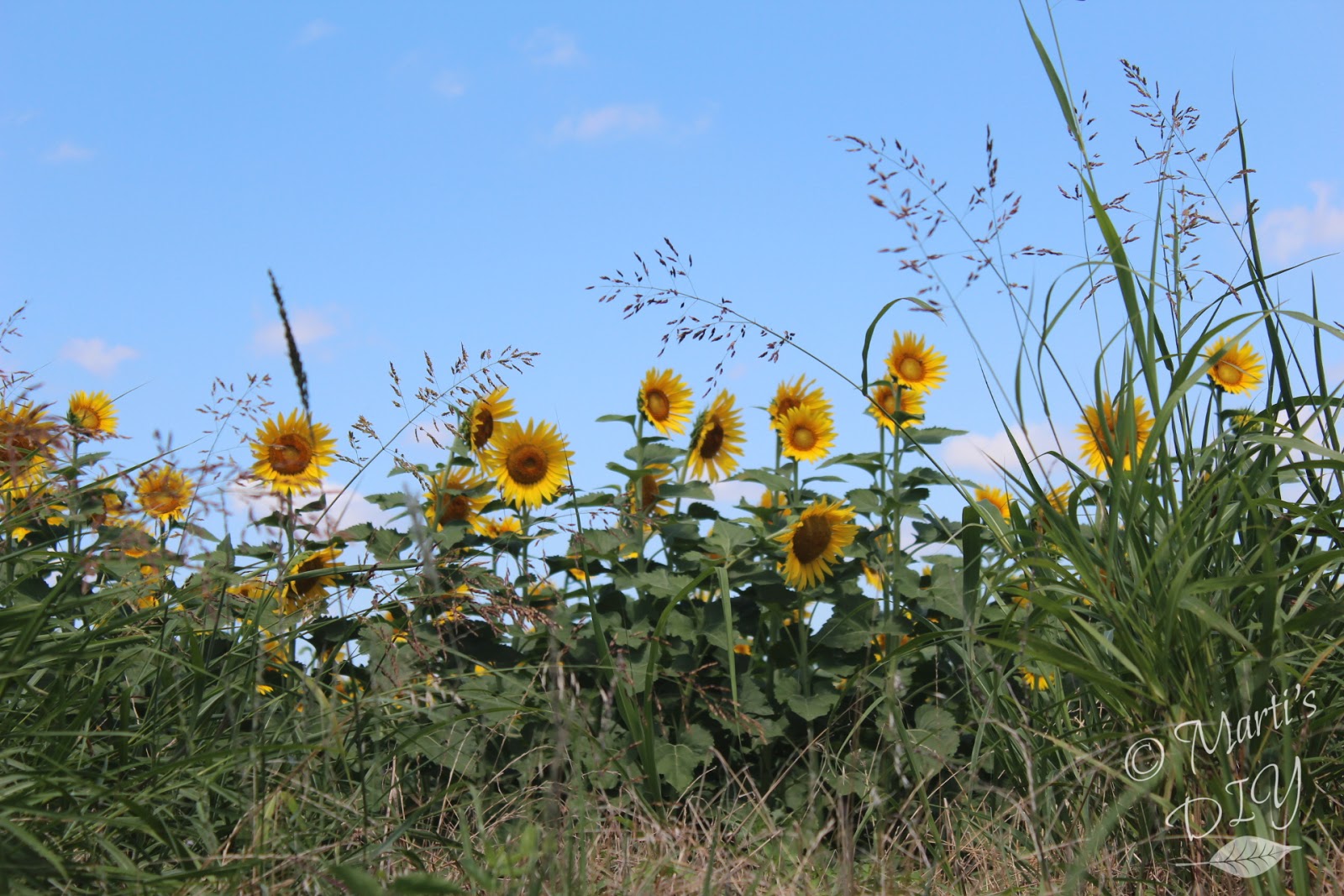 The Next Fifty Years Wordless Wednesday Sunflower Field Near Waxahachie